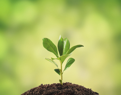 Small plant on pile of soil